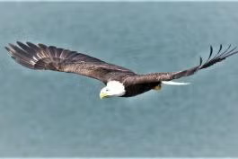 THE EAGLE SEES THE ROUND RAINBOW